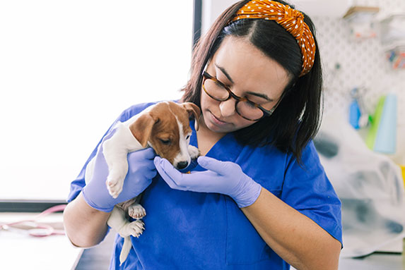 Penn Foster Veterinary Assistant Program