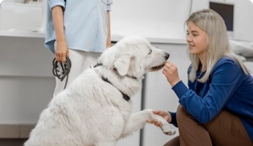 Girl giving dog a treat while shaking paws in veterinary clinic.