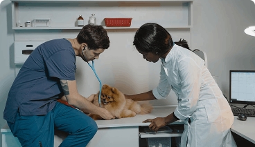Veterinarian in lab coat and vet tech in blue scrubs examining small dog in exam room. 