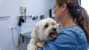 Female vet tech in blue scrubs holding white dog in exam room.