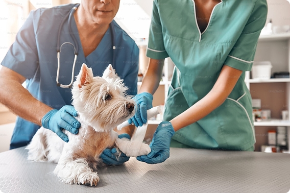 Veterinarian and vet tech examining small dog in veterinary clinic.