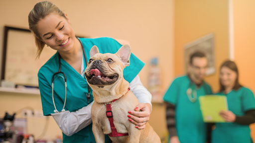 Vet Tech School- Online Associate Degree | Penn Foster Vet Tech School- Online Associate Degree | Penn Foster