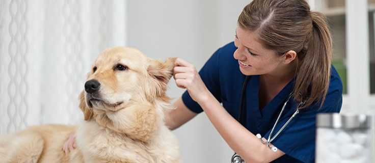 Vet Tech School- Online Associate Degree | Penn Foster Vet Tech School- Online Associate Degree | Penn Foster