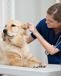 How To Become A Registered Veterinary Technician (Rvt) - Youtube