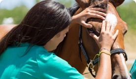 vet worker examining a horse's eye.