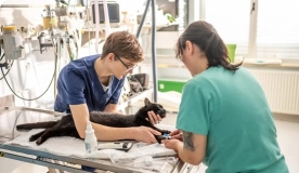 vet workers examining a cat.