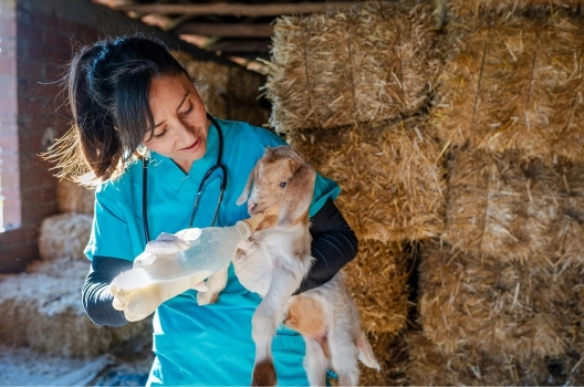 vet worker bottle-feeding a baby goat.