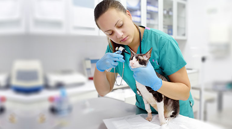 Online Veterinary Technology Bachelor's Degree | Penn Foster