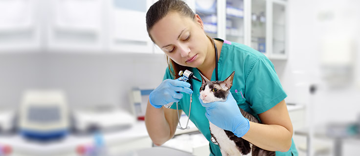 Penn Foster Veterinary Assistant Program Online Vet Tech Program - Associate Degree | Penn Foster