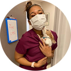 Penn Foster Vet Tech grad in maroon scrubs and face mask holding brown and white puppy.