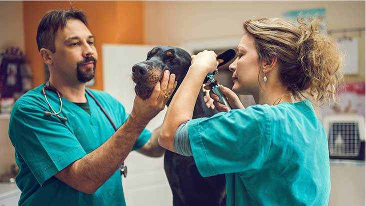 veterinary tech classes