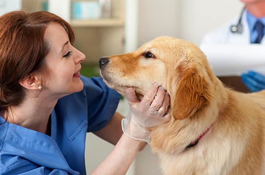 veterinary technician