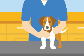 how to become a vet tech