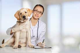 pet parasites vet tech corner