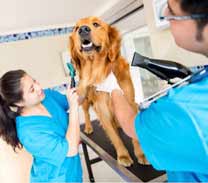 veterinary technician pet grooming